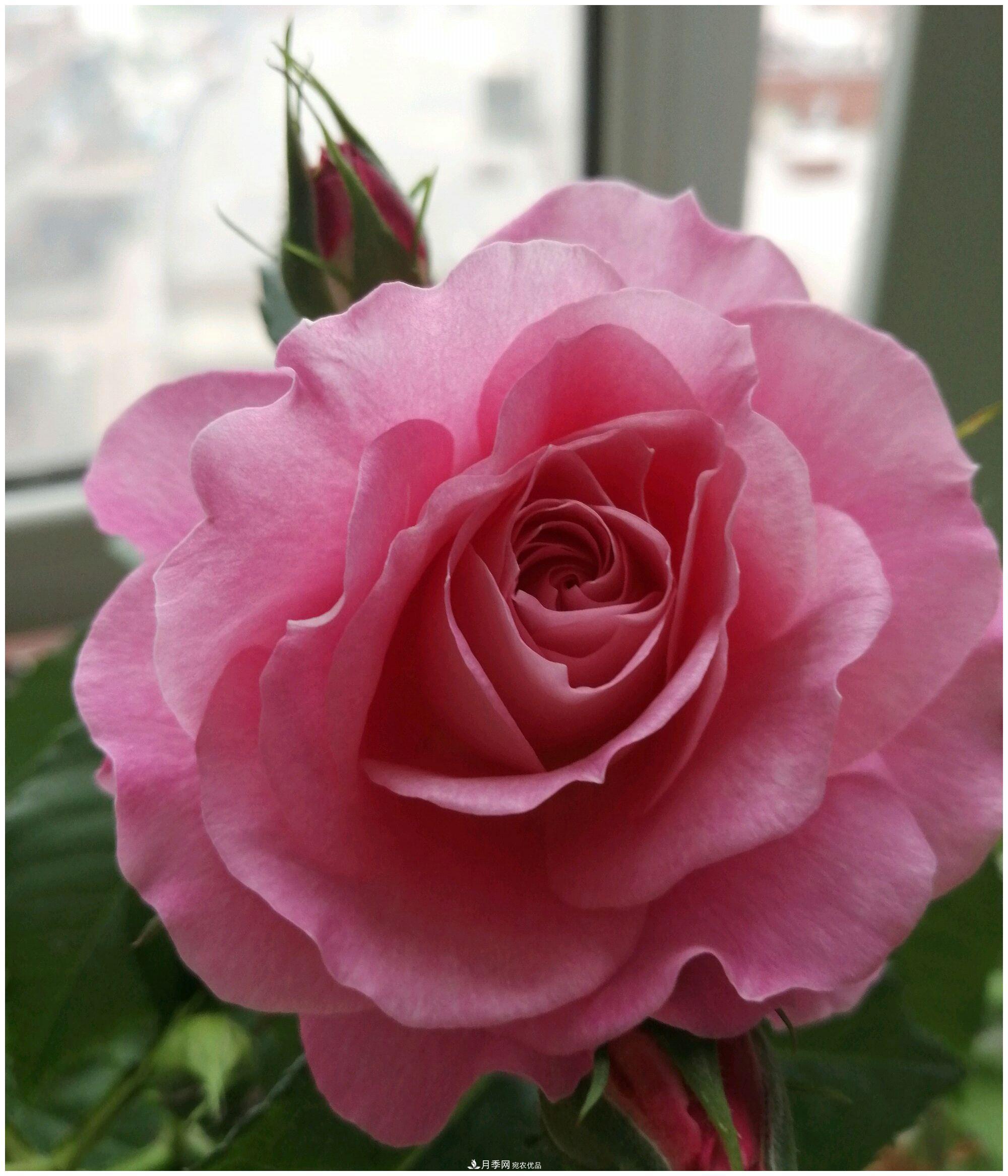 誰說月光族就不配養(yǎng)花？這20種月季花月薪3000也能養(yǎng)(圖9)