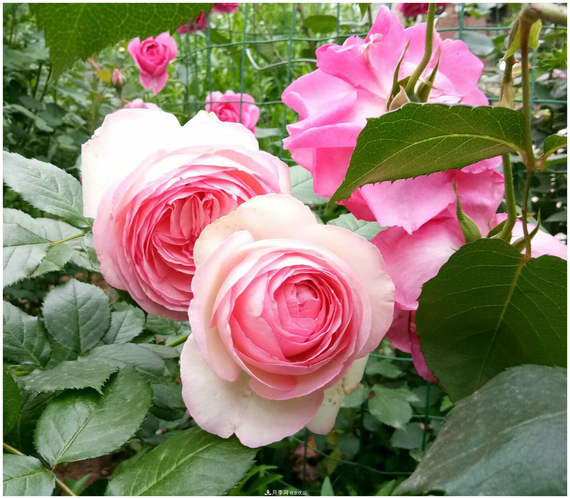誰說月光族就不配養(yǎng)花？這20種月季花月薪3000也能養(yǎng)(圖10)