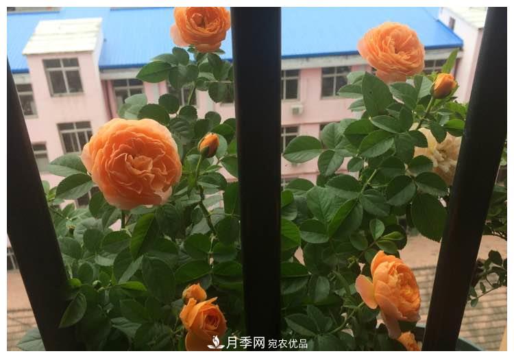 誰說月光族就不配養(yǎng)花？這20種月季花月薪3000也能養(yǎng)(圖12)