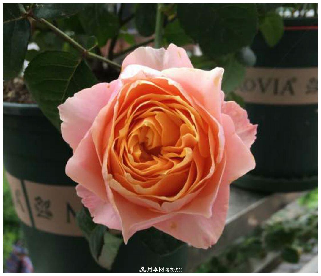 誰說月光族就不配養(yǎng)花？這20種月季花月薪3000也能養(yǎng)(圖13)