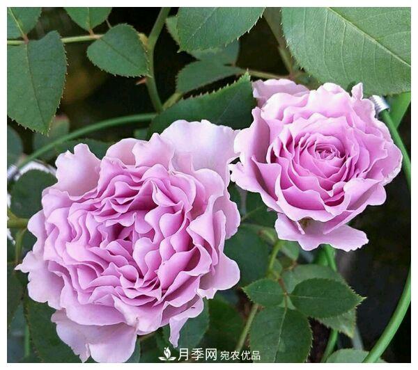 誰說月光族就不配養(yǎng)花？這20種月季花月薪3000也能養(yǎng)(圖11)