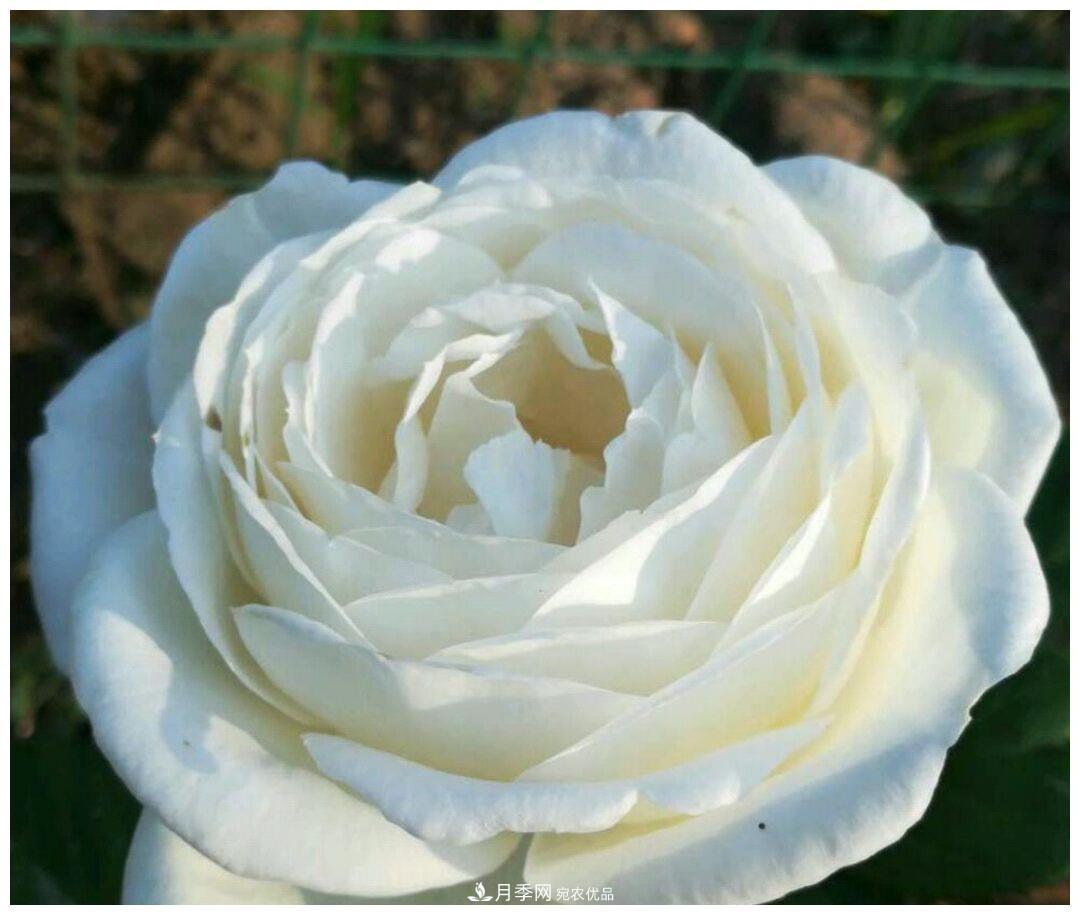 誰說月光族就不配養(yǎng)花？這20種月季花月薪3000也能養(yǎng)(圖17)