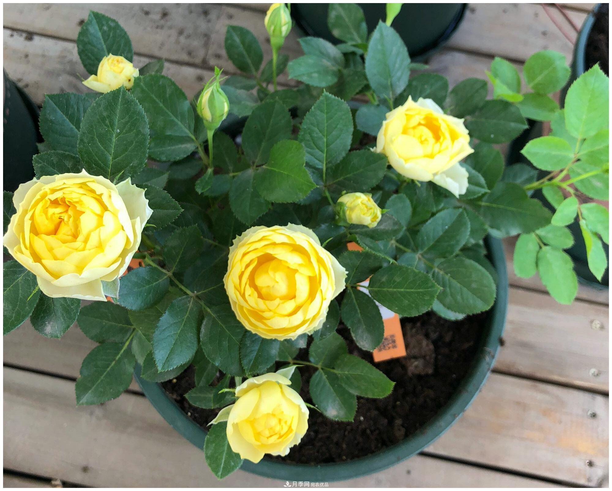 誰說月光族就不配養(yǎng)花？這20種月季花月薪3000也能養(yǎng)(圖14)