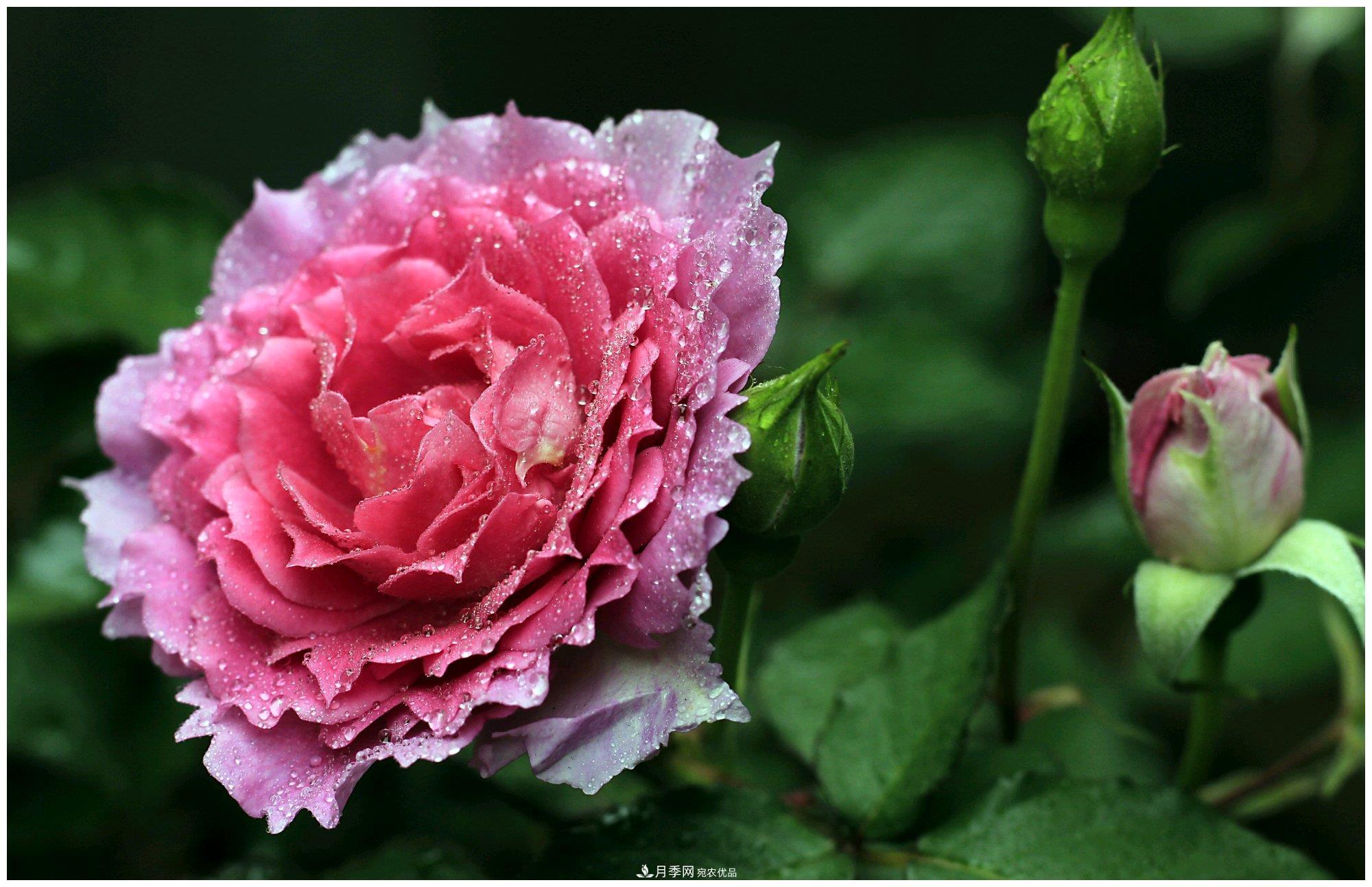 誰說月光族就不配養(yǎng)花？這20種月季花月薪3000也能養(yǎng)(圖18)