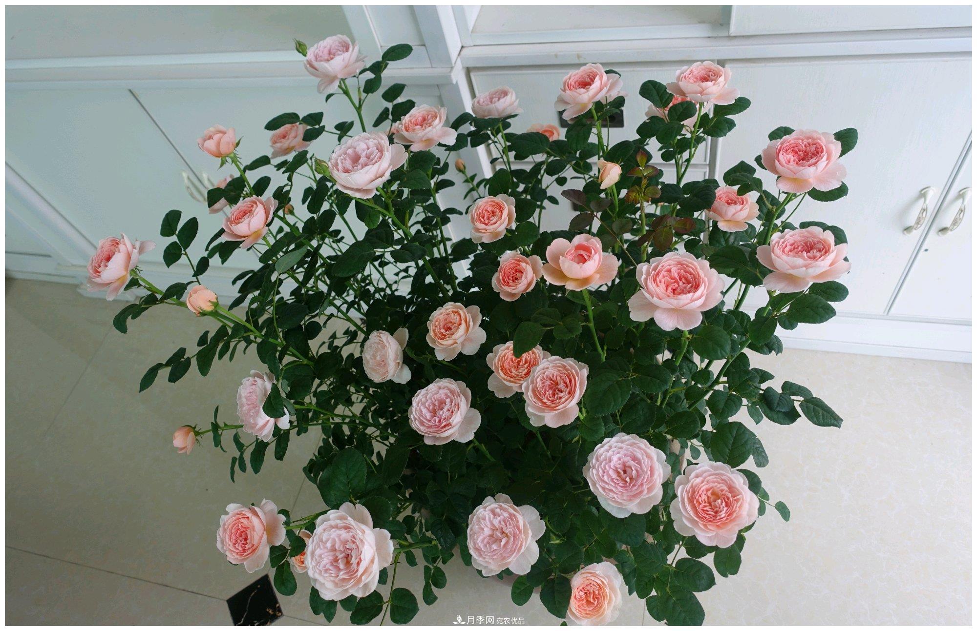 誰說月光族就不配養(yǎng)花？這20種月季花月薪3000也能養(yǎng)(圖15)