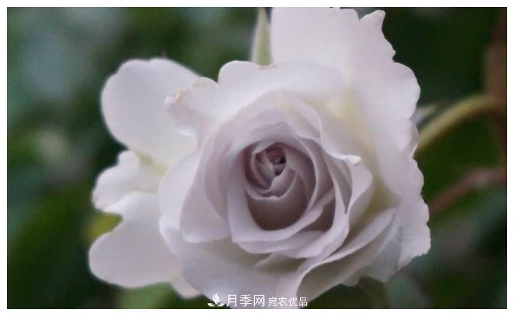 誰說月光族就不配養(yǎng)花？這20種月季花月薪3000也能養(yǎng)(圖16)