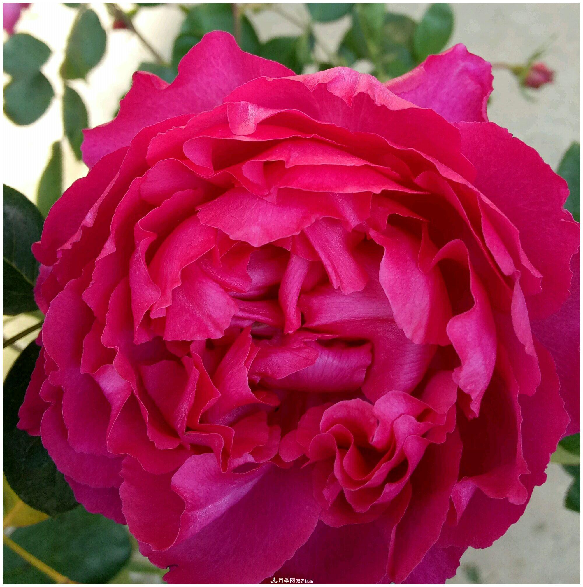 誰說月光族就不配養(yǎng)花？這20種月季花月薪3000也能養(yǎng)(圖19)