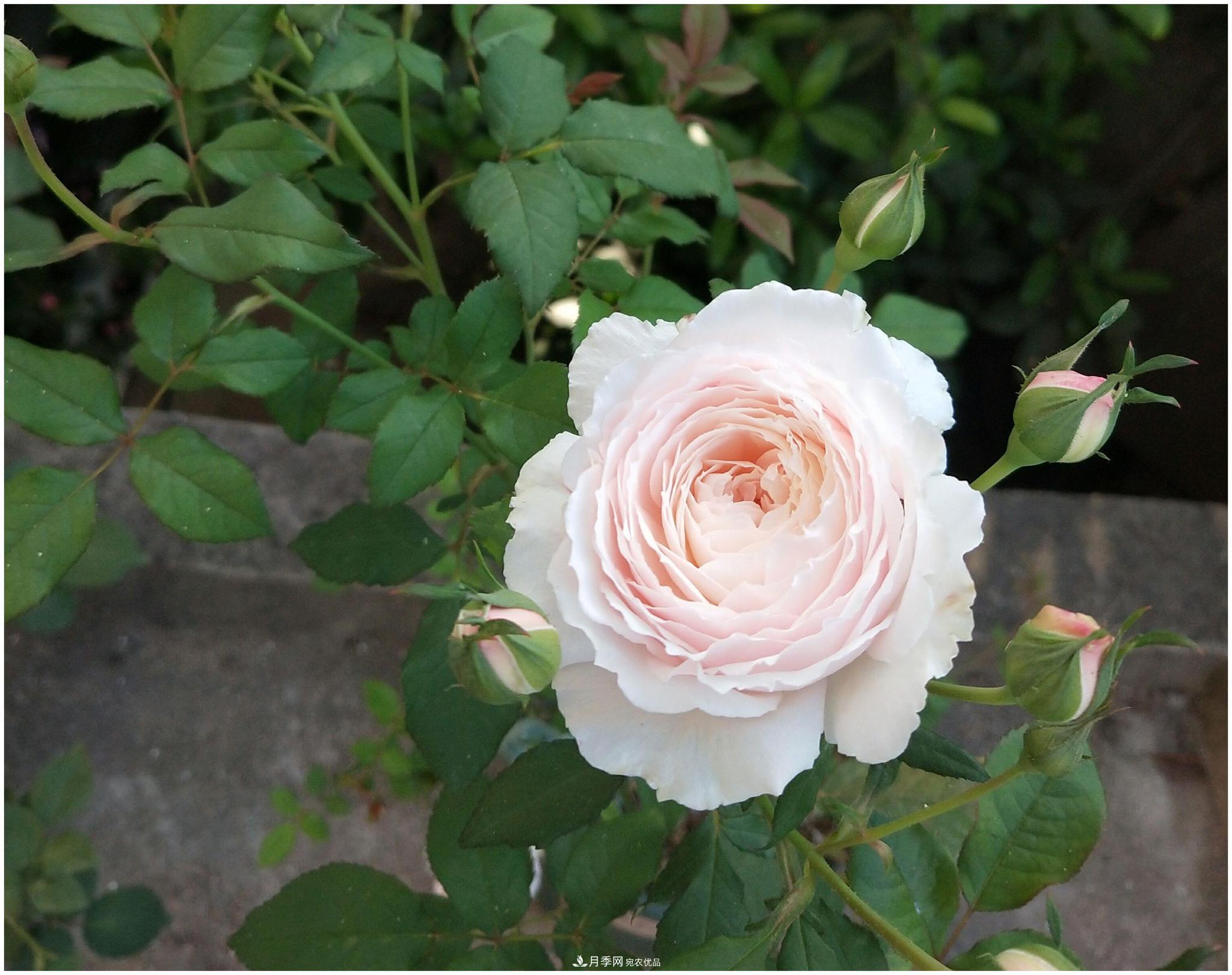 誰說月光族就不配養(yǎng)花？這20種月季花月薪3000也能養(yǎng)(圖20)