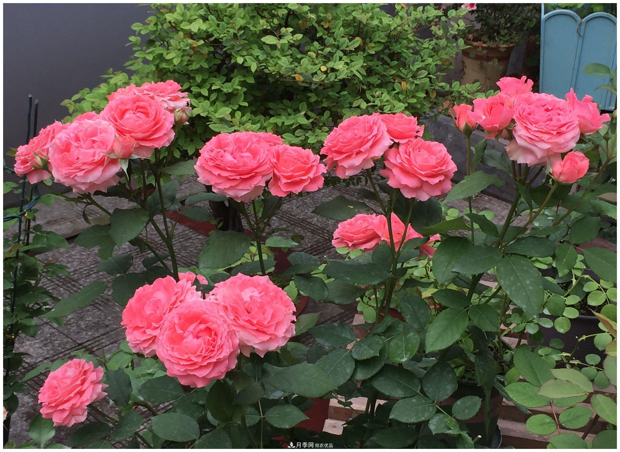 誰說月光族就不配養(yǎng)花？這20種月季花月薪3000也能養(yǎng)(圖22)