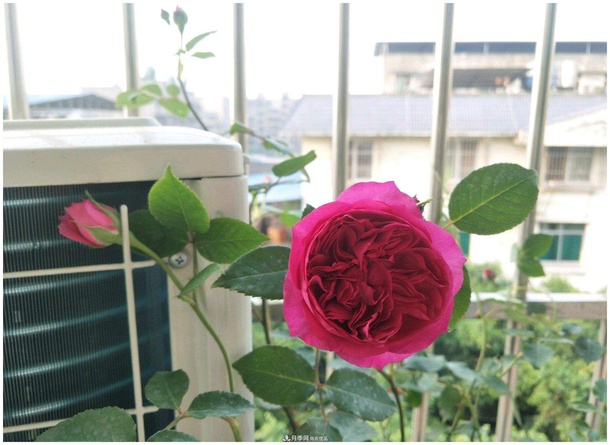 誰說月光族就不配養(yǎng)花？這20種月季花月薪3000也能養(yǎng)(圖21)
