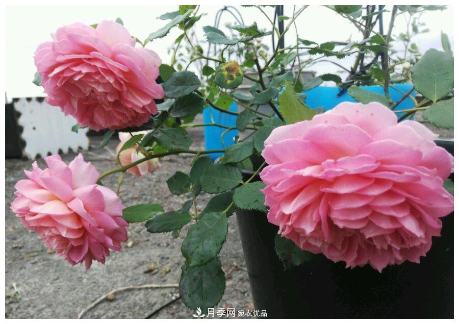 誰說月光族就不配養(yǎng)花？這20種月季花月薪3000也能養(yǎng)(圖24)