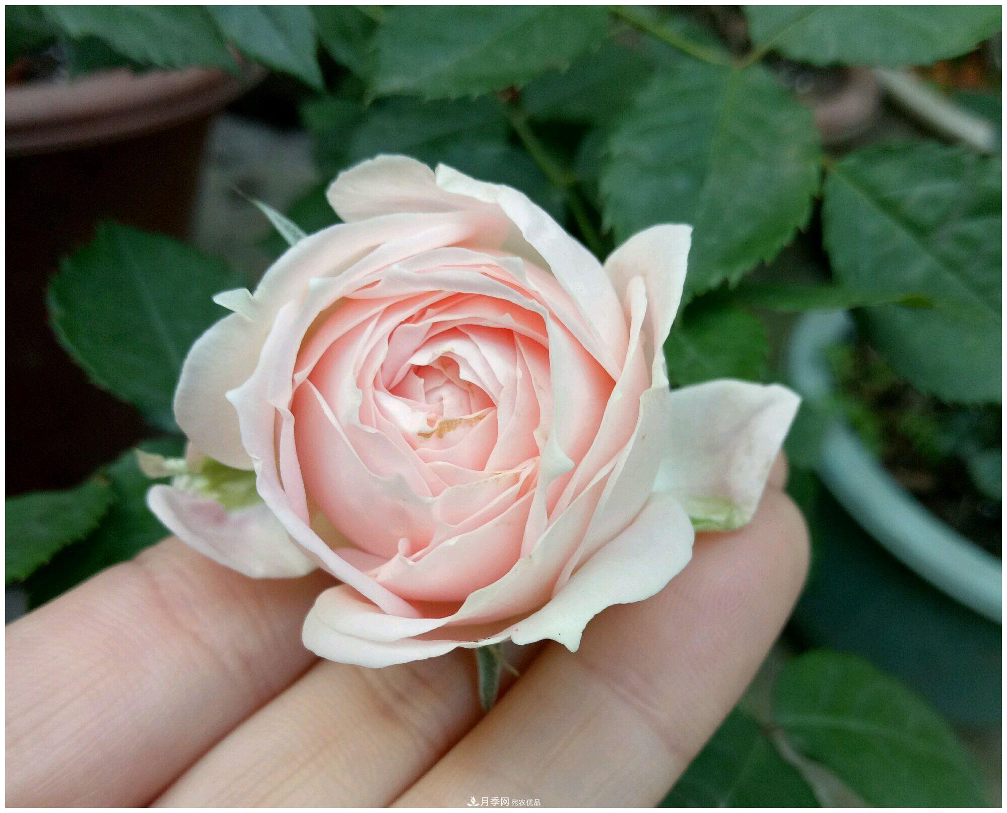 誰說月光族就不配養(yǎng)花？這20種月季花月薪3000也能養(yǎng)(圖23)