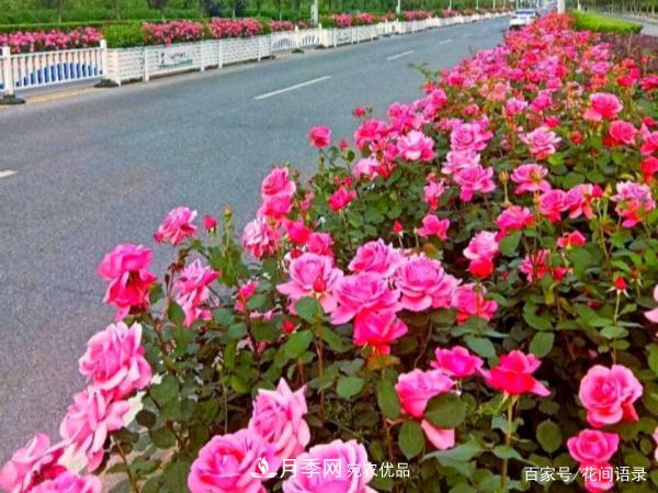 安徽銅陵公路旁種滿“高級(jí)月季”，大家說(shuō)太漂亮，繞路也要去看花(圖1)
