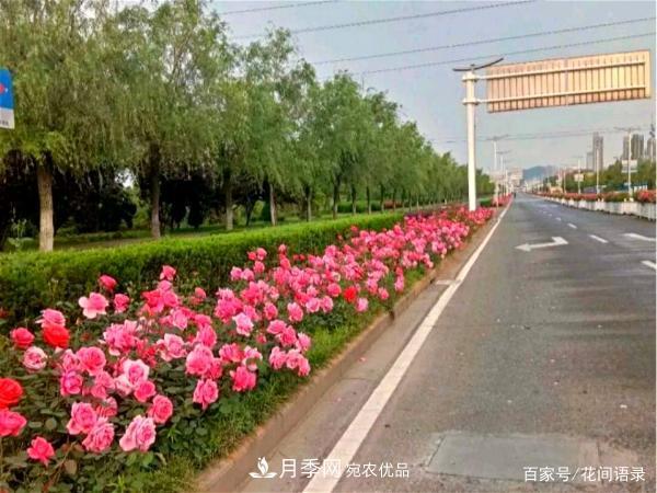 安徽銅陵公路旁種滿“高級(jí)月季”，大家說(shuō)太漂亮，繞路也要去看花(圖5)
