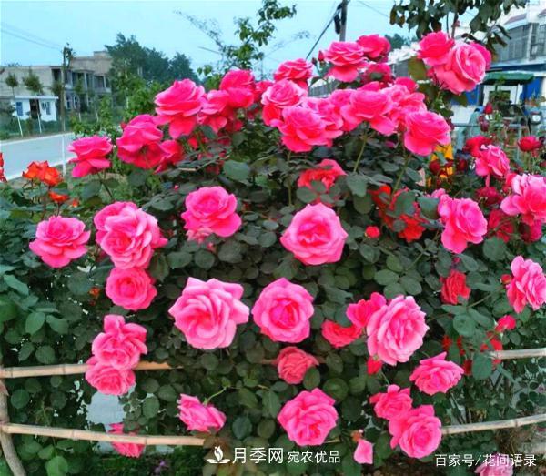 安徽銅陵公路旁種滿“高級(jí)月季”，大家說(shuō)太漂亮，繞路也要去看花(圖3)