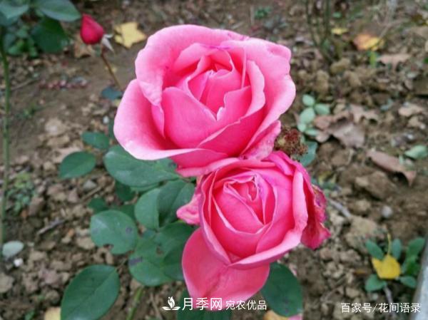 安徽銅陵公路旁種滿“高級(jí)月季”，大家說(shuō)太漂亮，繞路也要去看花(圖4)