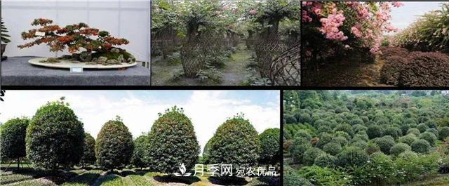 先抑后揚，上半年四川溫江的花木賣了12億(圖2)
