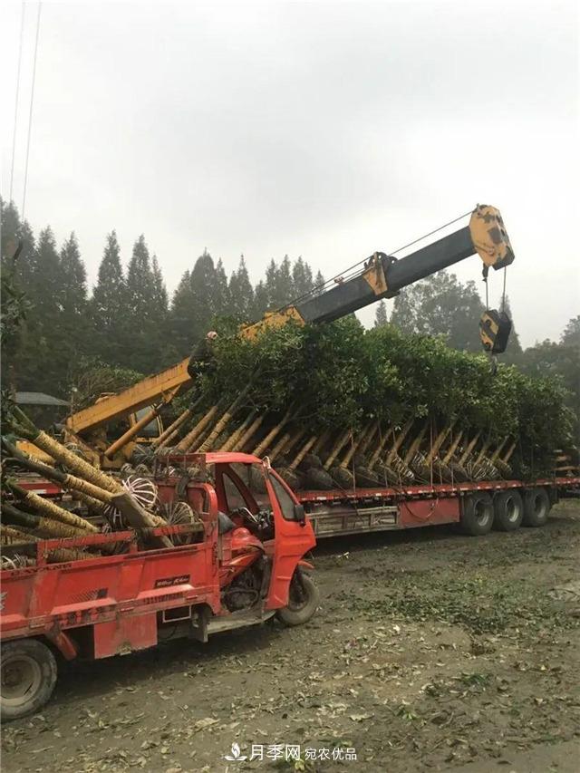 先抑后揚，上半年四川溫江的花木賣了12億(圖1)