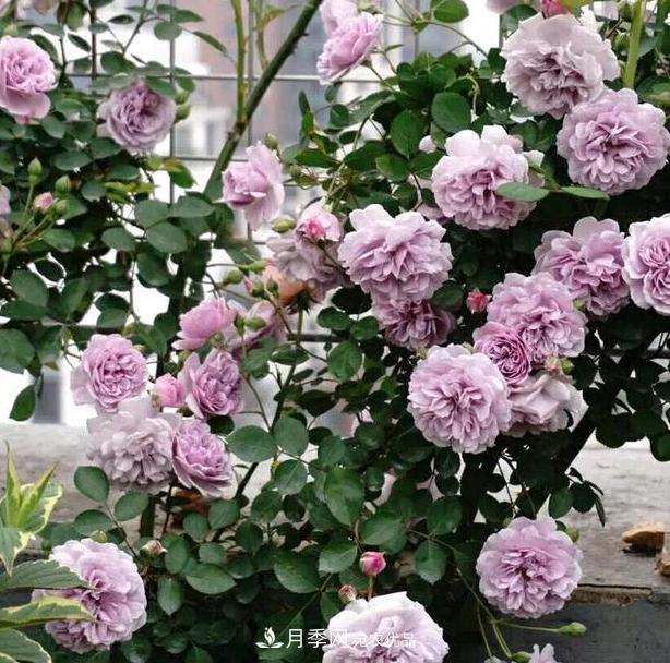 盆栽藤本月季花，該怎么延長花期、提高開花量？做到5點就夠了(圖1)