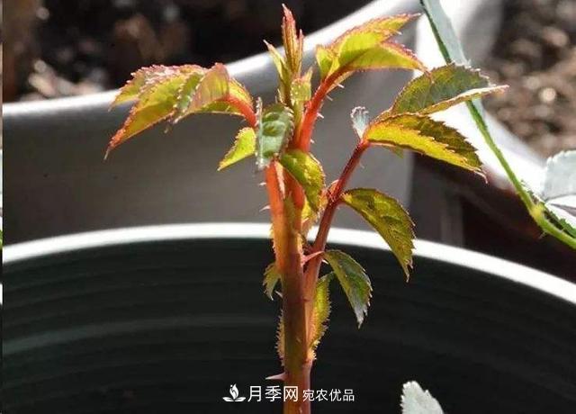 月季總黃葉？避開這“三個(gè)誤區(qū)”，15天憋出一圈筍芽，花開小半年(圖3)