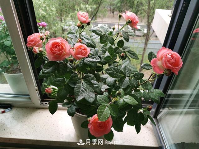 月季總黃葉？避開這“三個(gè)誤區(qū)”，15天憋出一圈筍芽，花開小半年(圖2)