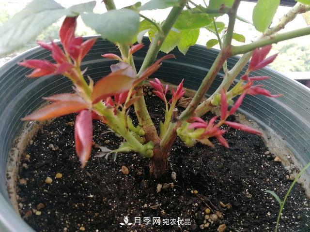 月季總黃葉？避開這“三個(gè)誤區(qū)”，15天憋出一圈筍芽，花開小半年(圖4)