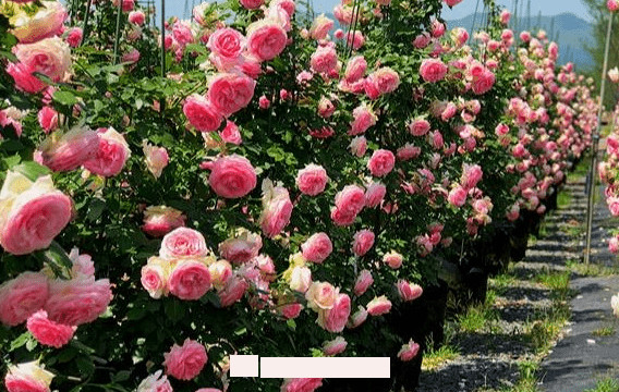 月季花愛(ài)長(zhǎng)個(gè)開(kāi)花多，養(yǎng)上2-3年就成“花墻”，值得擁有(圖2)