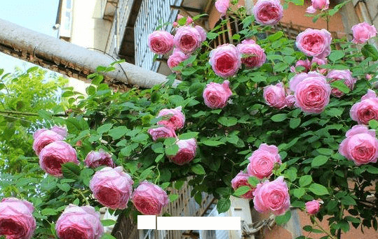 月季花愛(ài)長(zhǎng)個(gè)開(kāi)花多，養(yǎng)上2-3年就成“花墻”，值得擁有(圖6)