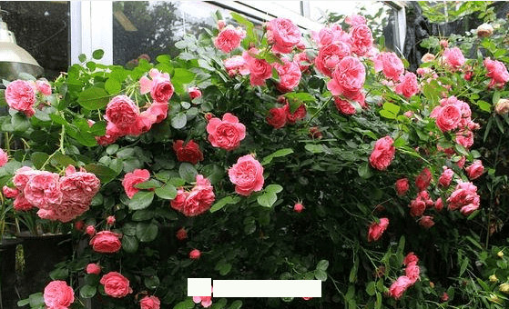月季花愛(ài)長(zhǎng)個(gè)開(kāi)花多，養(yǎng)上2-3年就成“花墻”，值得擁有(圖5)