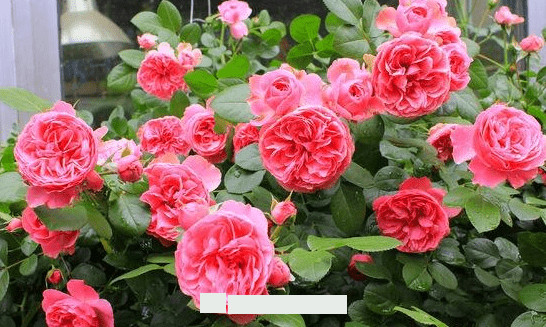 月季花愛(ài)長(zhǎng)個(gè)開(kāi)花多，養(yǎng)上2-3年就成“花墻”，值得擁有(圖4)