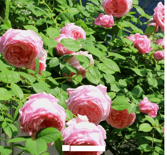 月季花愛(ài)長(zhǎng)個(gè)開(kāi)花多，養(yǎng)上2-3年就成“花墻”，值得擁有(圖8)
