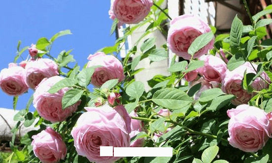 月季花愛(ài)長(zhǎng)個(gè)開(kāi)花多，養(yǎng)上2-3年就成“花墻”，值得擁有(圖7)
