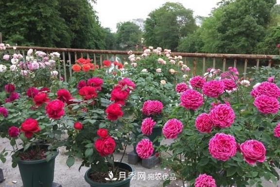 養(yǎng)月季，澆水很關(guān)鍵，學(xué)會(huì)這2個(gè)“竅門”，枝繁葉茂花滿枝(圖4)