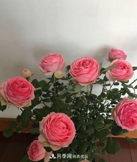 養(yǎng)月季，澆水很關(guān)鍵，學(xué)會(huì)這2個(gè)“竅門”，枝繁葉茂花滿枝(圖2)