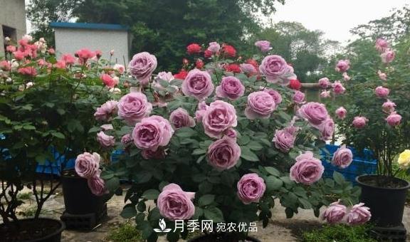 養(yǎng)月季，澆水很關(guān)鍵，學(xué)會(huì)這2個(gè)“竅門”，枝繁葉茂花滿枝(圖3)