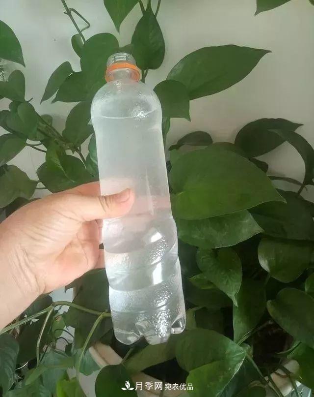 養(yǎng)月季花必備“3種肥”，每月花盆撒一點(圖3)