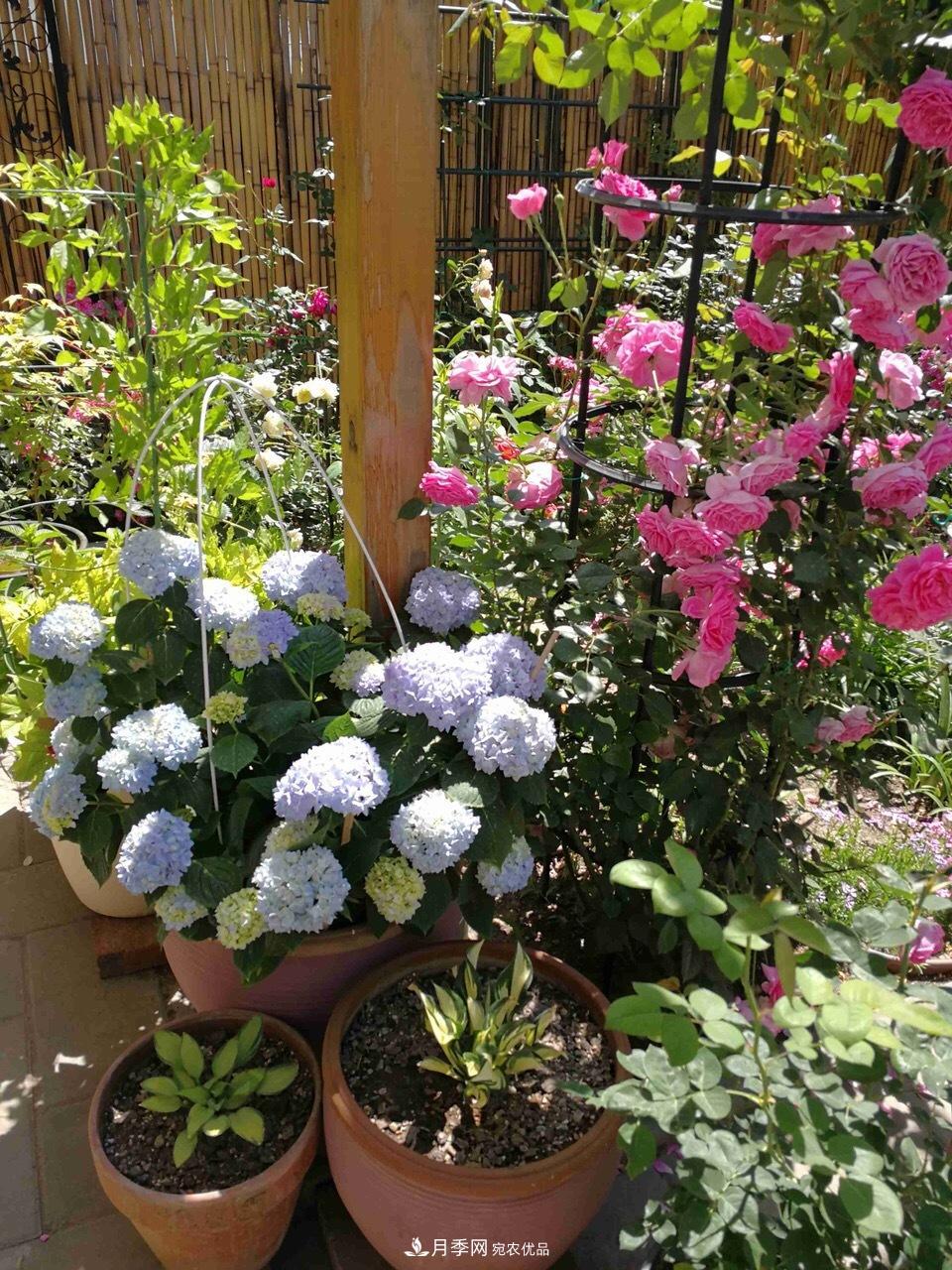 養(yǎng)月季花必備“3種肥”，每月花盆撒一點(圖6)