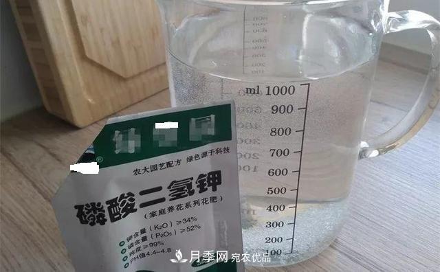 養(yǎng)月季花必備“3種肥”，每月花盆撒一點(圖4)