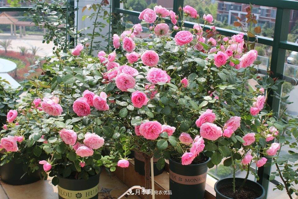 養(yǎng)月季花必備“3種肥”，每月花盆撒一點(圖1)