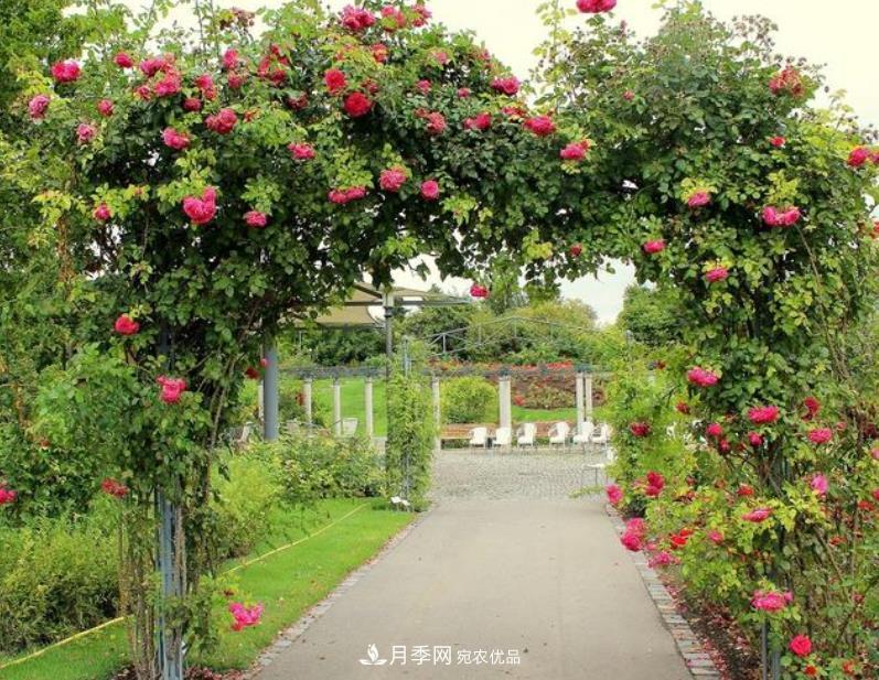 推薦10種紅色系藤本月季，富貴又喜慶，養(yǎng)一棵開一片(圖1)