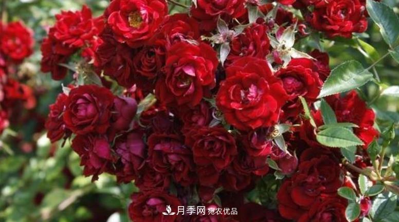 推薦10種紅色系藤本月季，富貴又喜慶，養(yǎng)一棵開一片(圖8)