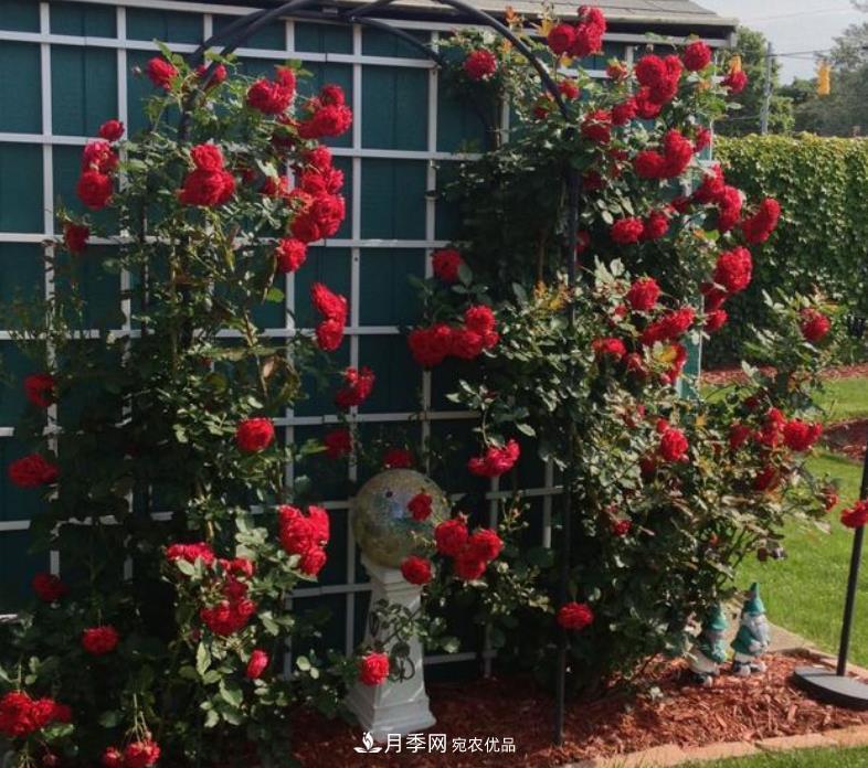 推薦10種紅色系藤本月季，富貴又喜慶，養(yǎng)一棵開一片(圖7)