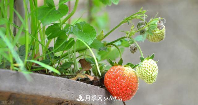 上海發(fā)布《窗陽臺綠化推薦植物名錄》，月季花在列，好不好養(yǎng)來看看(圖4)
