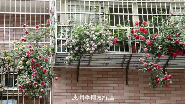 上海發(fā)布《窗陽臺綠化推薦植物名錄》，月季花在列，好不好養(yǎng)來看看(圖2)