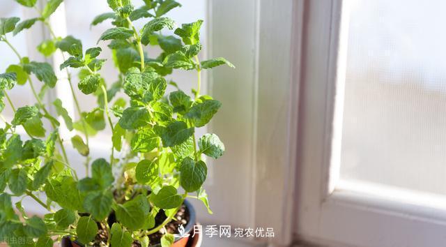 上海發(fā)布《窗陽臺綠化推薦植物名錄》，月季花在列，好不好養(yǎng)來看看(圖6)