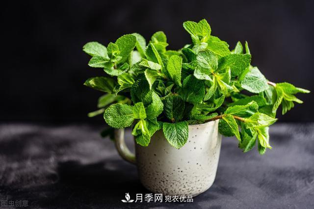 上海發(fā)布《窗陽臺綠化推薦植物名錄》，月季花在列，好不好養(yǎng)來看看(圖5)