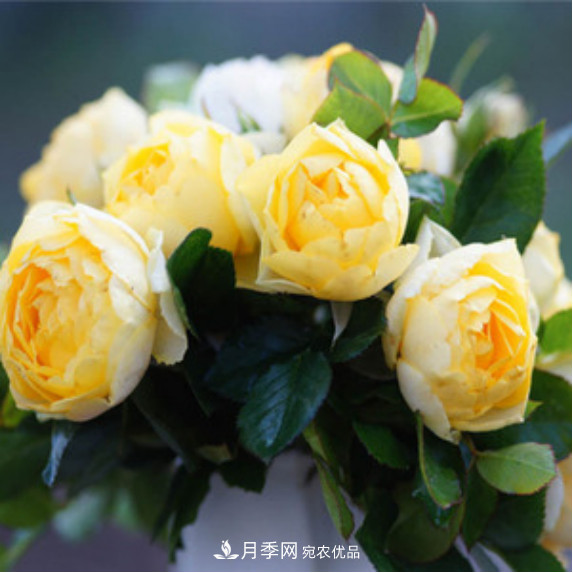 忙里偷閑，推薦5個(gè)月季品種，花色鮮艷還好養(yǎng)(圖2)