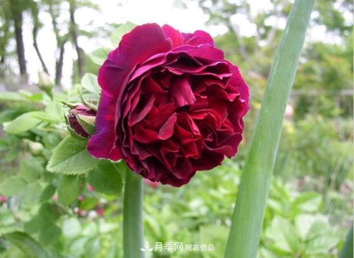 忙里偷閑，推薦5個(gè)月季品種，花色鮮艷還好養(yǎng)(圖1)