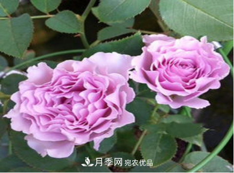 忙里偷閑，推薦5個(gè)月季品種，花色鮮艷還好養(yǎng)(圖4)