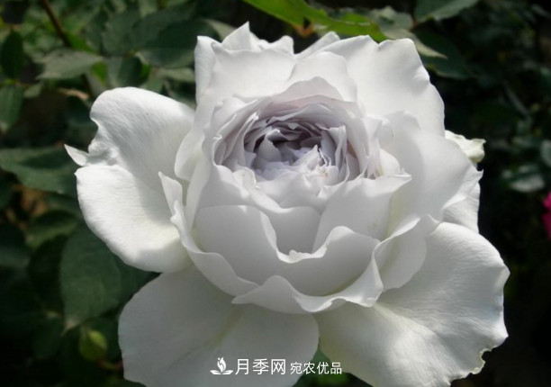 忙里偷閑，推薦5個(gè)月季品種，花色鮮艷還好養(yǎng)(圖3)